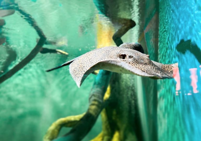 Самарский океанариум продает билеты с 50%-ной скидкой