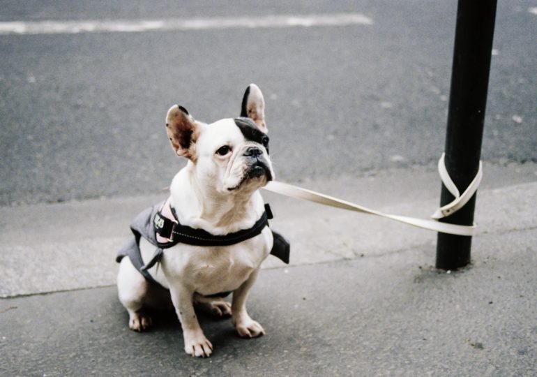 В Самаре планируют обустроить первый в городе дог-паркинг