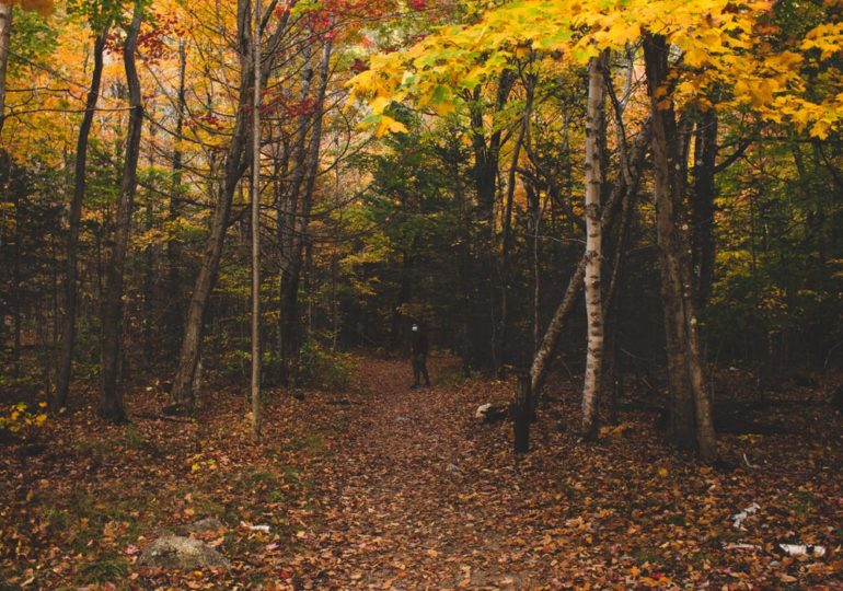 Жителям Самарской области запретили посещать леса до ноября