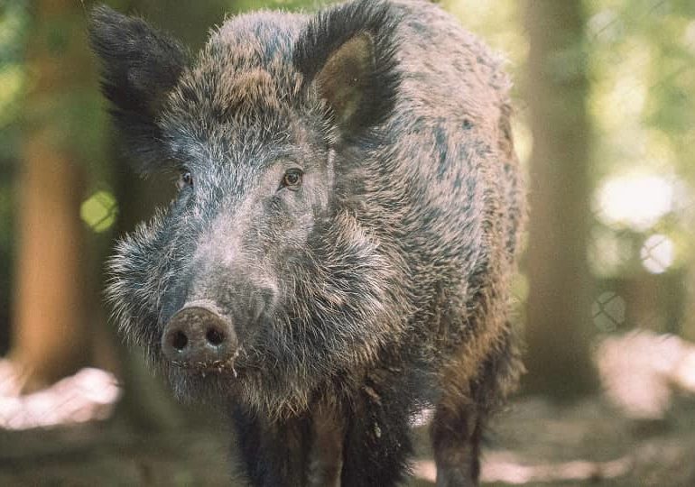 Жителя Самарской области признали виновным в незаконной добыче двух кабанов