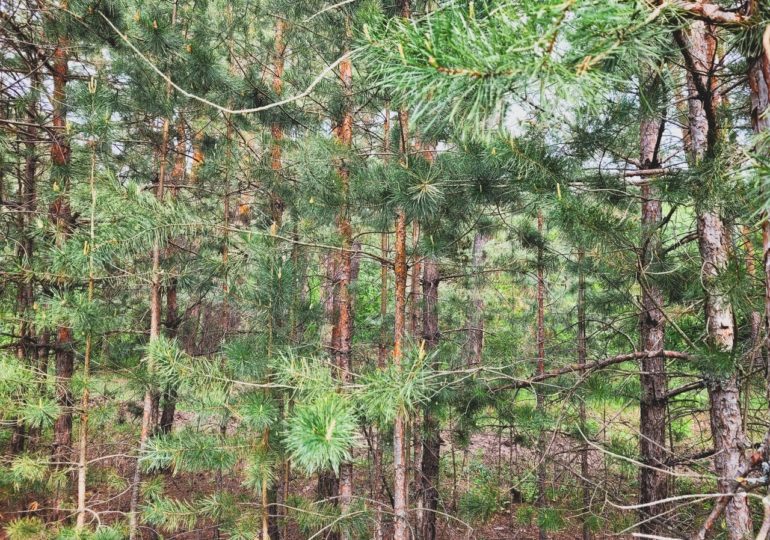 В Самарской области ожидается высокая пожарная опасность лесов