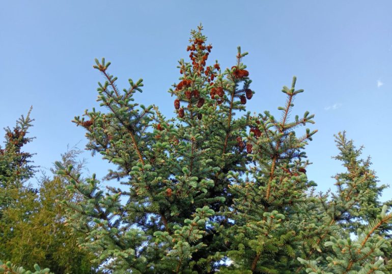 В Самарской области выходные дни будут теплыми