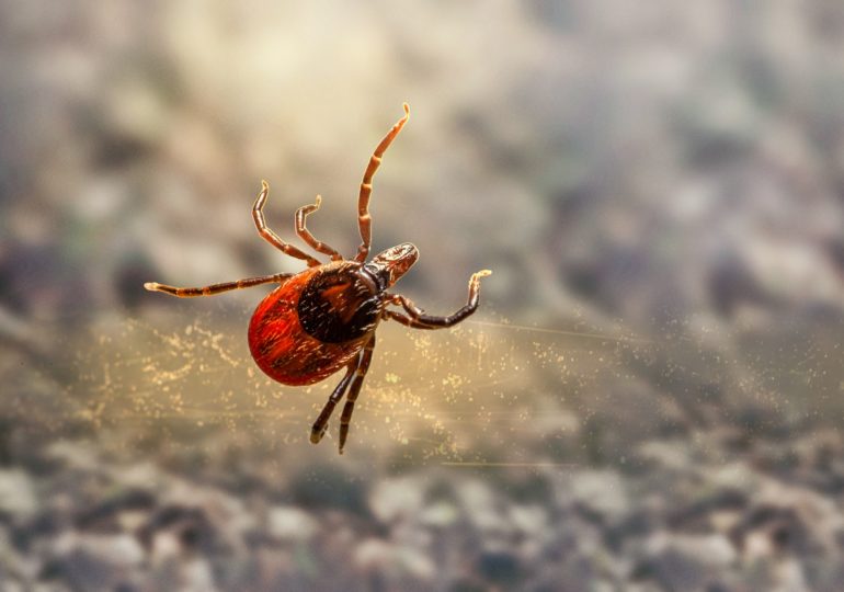 В Самарской области более двух тысяч человек пострадали от укусов клещей