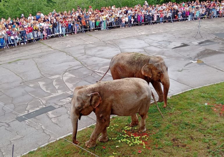 Видео: в Самаре у здания цирка кормят слонов