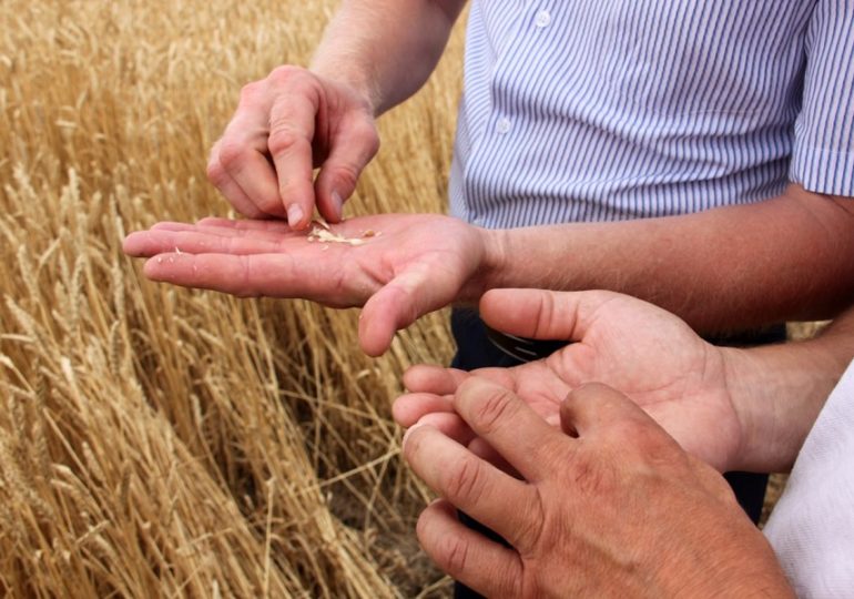 В Самарской области началась уборочная кампания