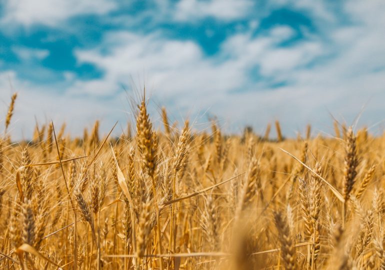 Более двух миллионов тонн зерна собрали с самарских полей