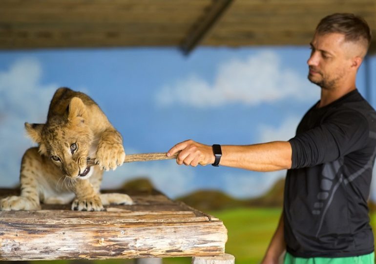 Фото: львенок Алтай играет с сотрудниками самарского зоопарка