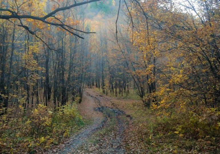 В Самарской области сохраняется чрезвычайная пожарная опасность лесов