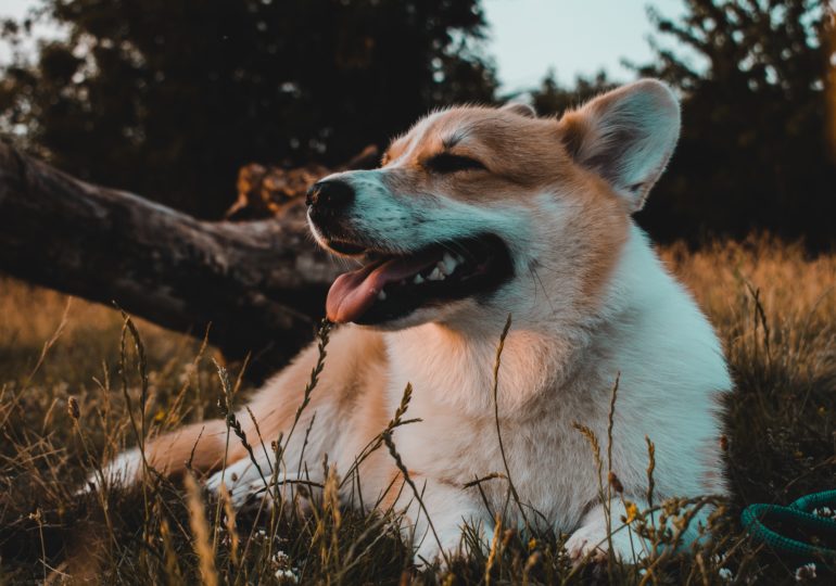 В Москве собака съела почти килограмм щебня