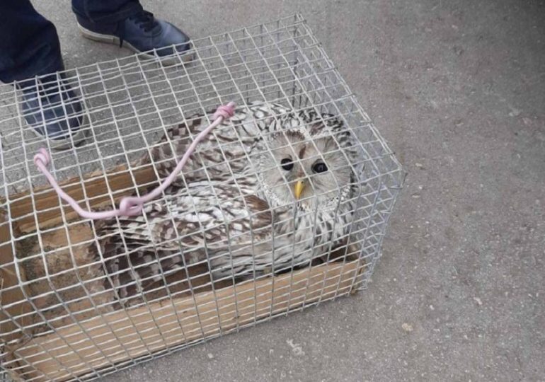 В Самаре спасли атакованную воронами сову