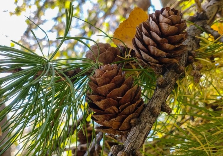 В Самарской области сохраняется высокая пожарная опасность лесов