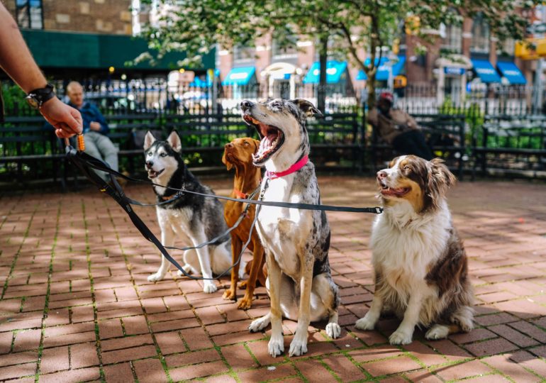 Найдена связь наличия домашних животных с замедлением старения после 50 лет