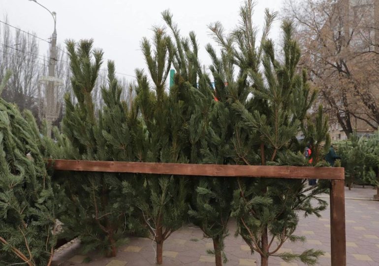 С 15 декабря в Самаре начнут работать «елочные базары»