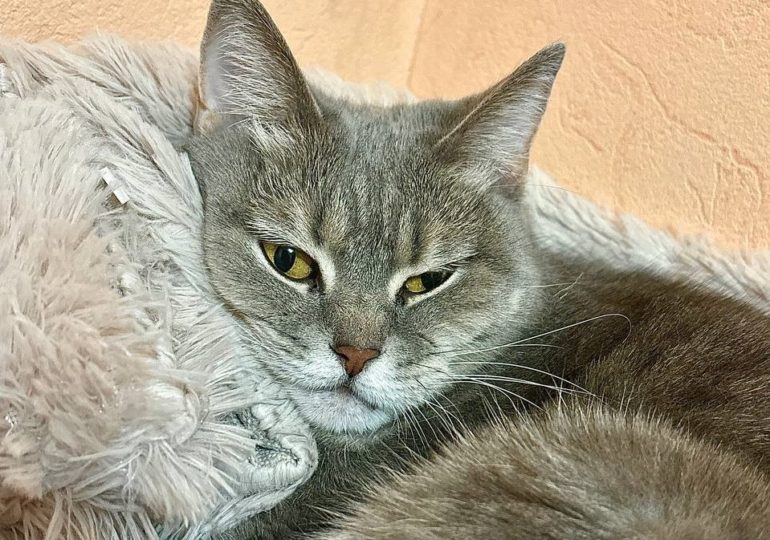 Ученые выяснили, как окрас кошки связан с ее характером