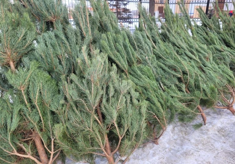 Елочные базары в Самаре будут работать до 12:00 31 декабря