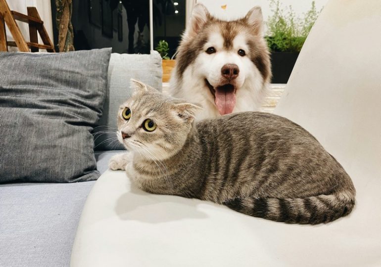 В Роспотребнадзоре рассказали, зачем нужно делать прививки домашним питомцам