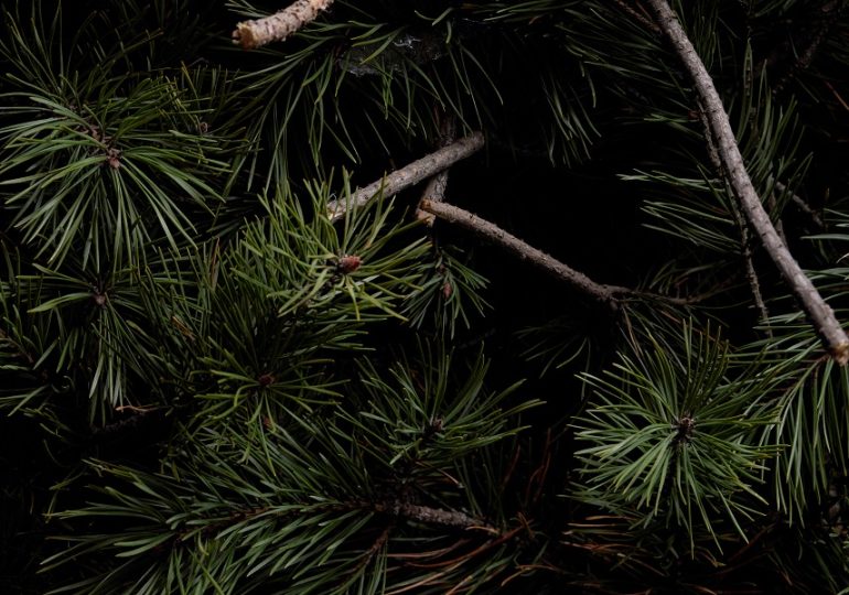 Каждый второй россиянин, ставивший живую елку на Новый год, утилизирует ее экологичными способами