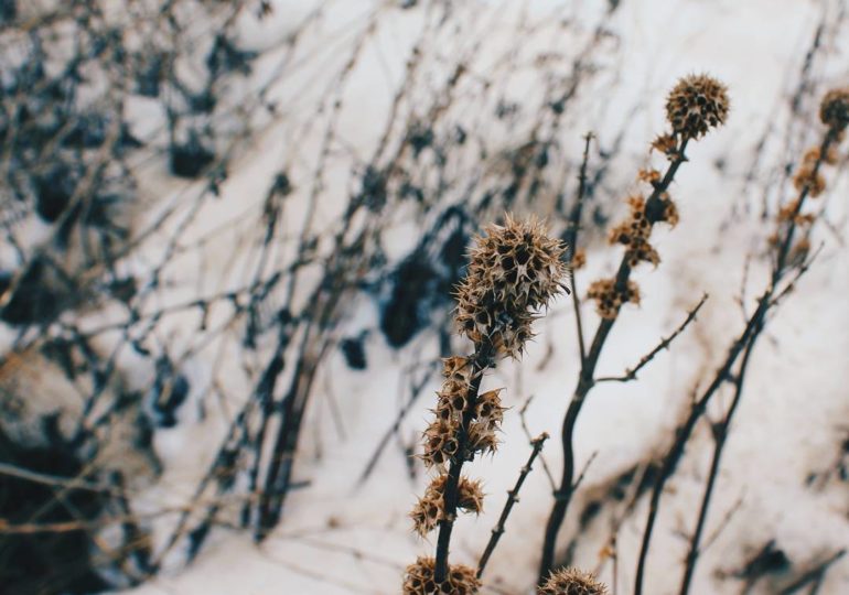 Самарцам напомнили обычаи Макарьева дня