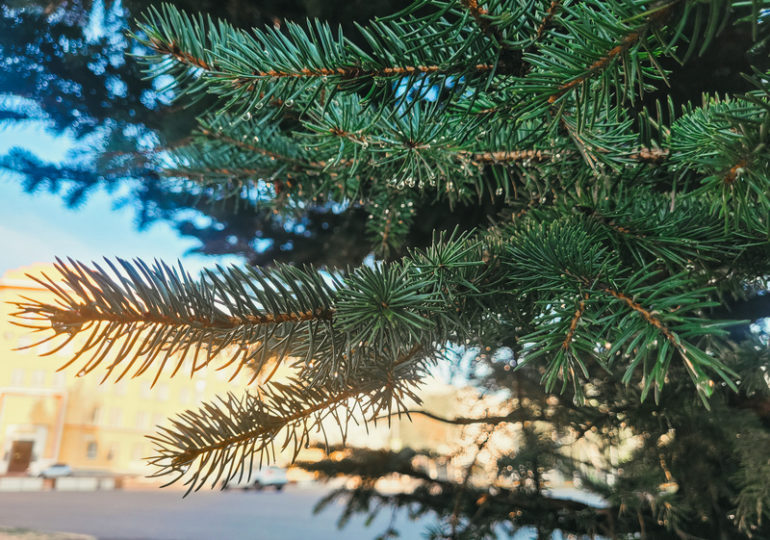 В Самаре начали принимать заявки на региональный конкурс «ЭкоЛидер»