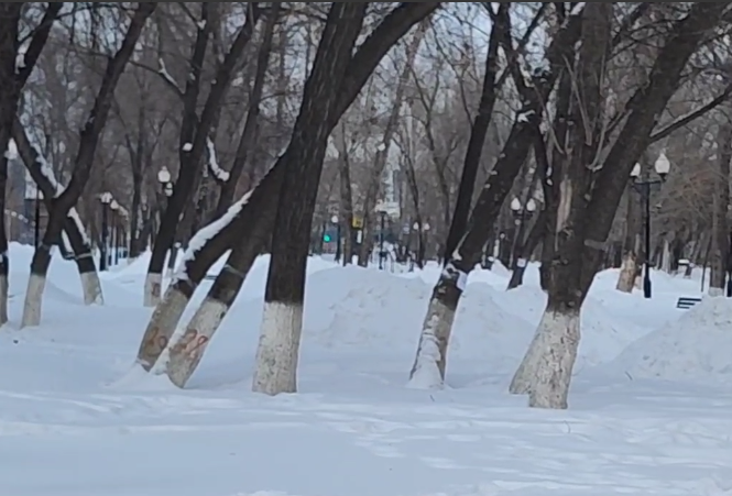 В Самаре в парке Мира высадят десятки новых деревьев и кустарников