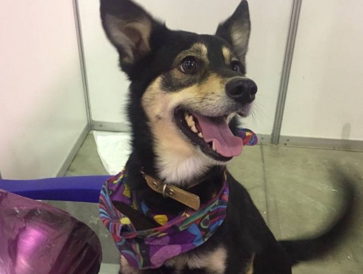 Российские приюты для животных смогут получать помощь от регионов