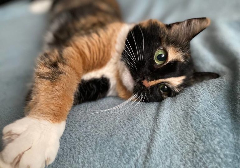 В России животных запретят высаживать из электричек