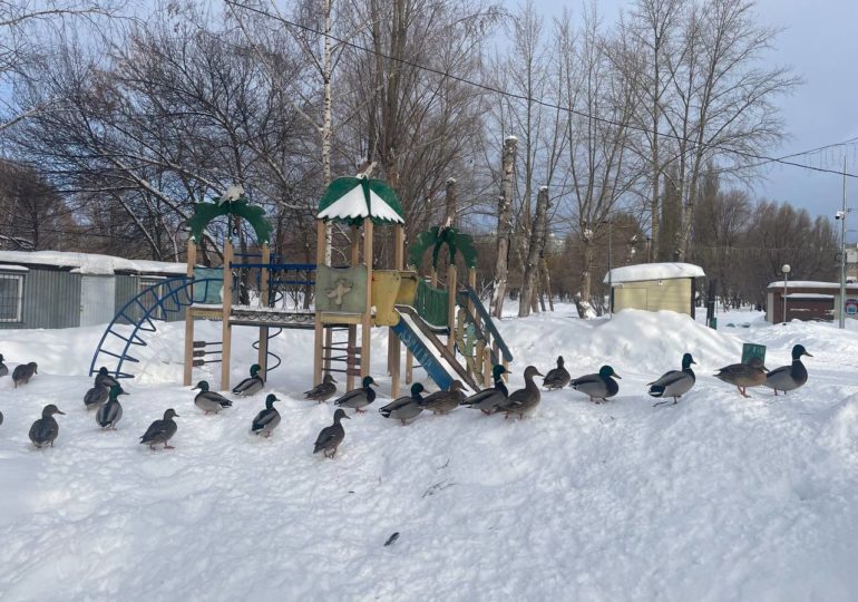 Самарцам рассказали, какие птицы зимуют в регионе и чем лучше их кормить