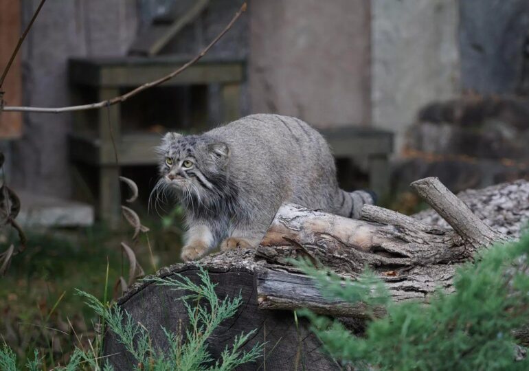 Московский зоопарк поделился достижениями в похудении манула Тимофея