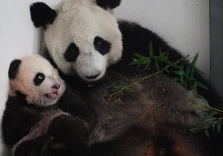 Панда Катюша отправится из Московского зоопарка в Китай
