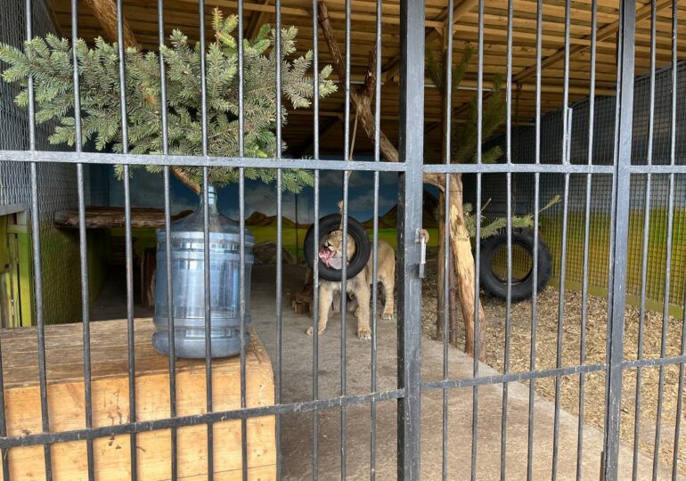 В Самарском зоопарке отметили день рождения льва Алтая