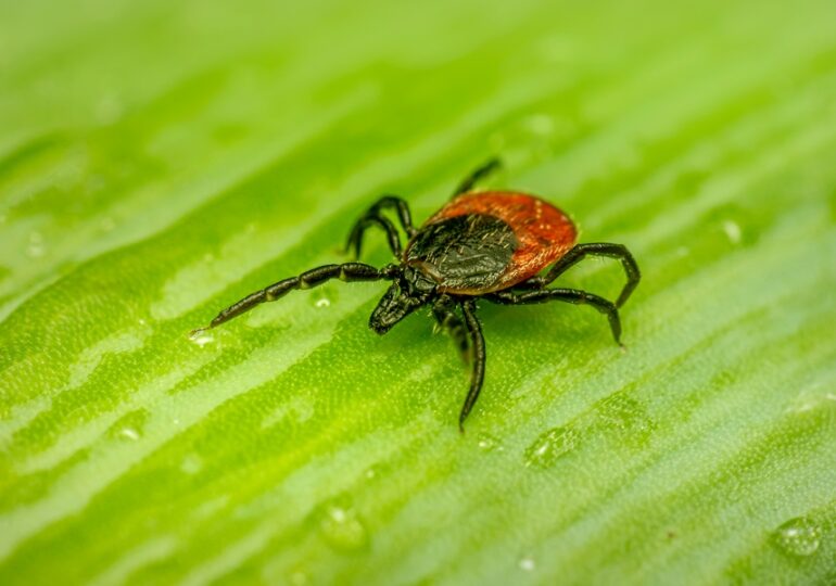 Роспотребнадзор рассказал, как защититься от клещей