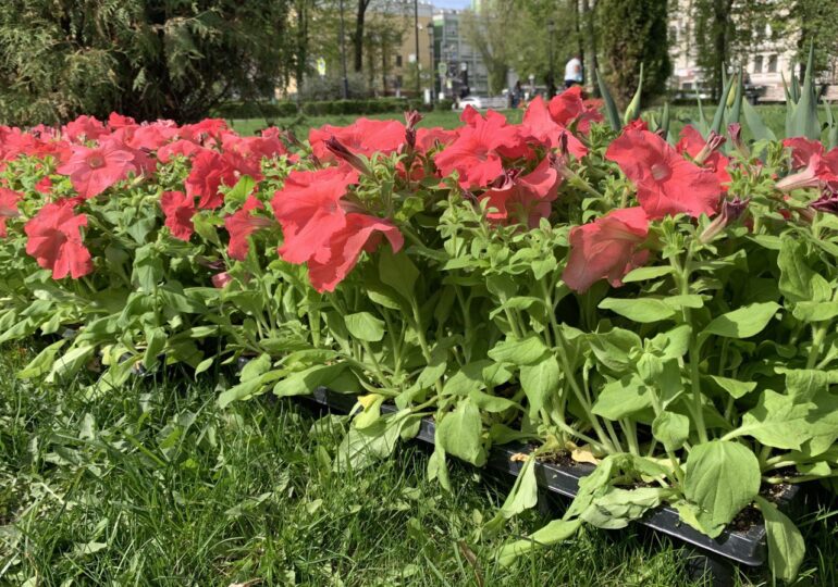 В Самаре начали высаживать однолетние цветы