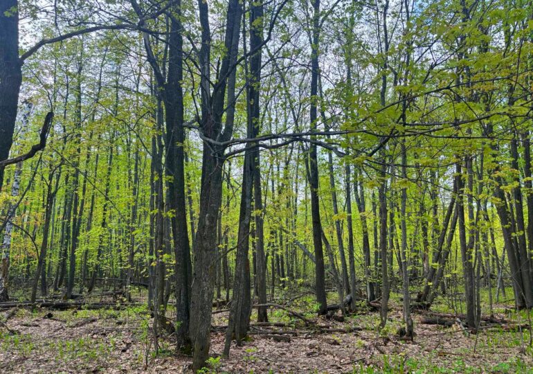 В Самарской области ввели временный запрет на посещение леса