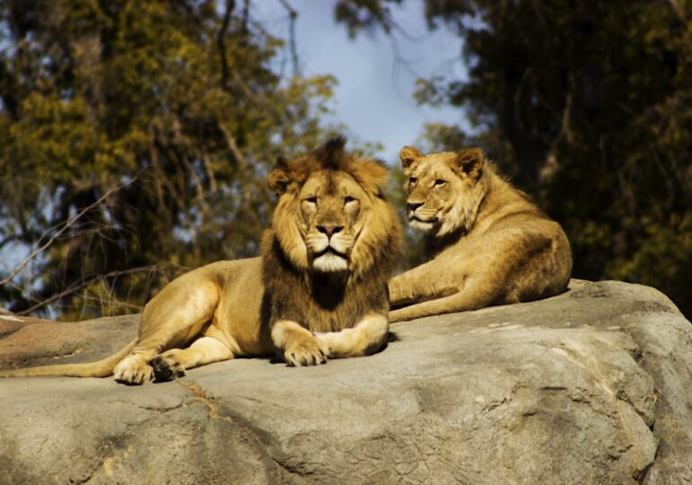 В Подмосковье затопило парк со львами