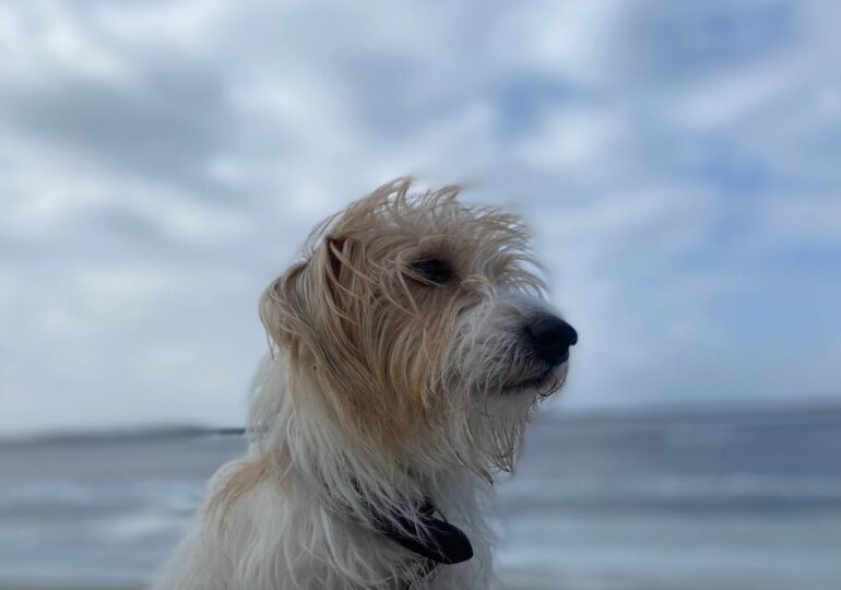 Из-за сильного ветра в Самарской области объявили желтый уровень опасности
