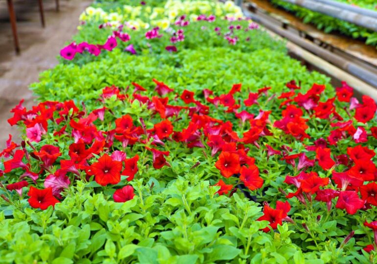 В Самаре высадят порядка 1,3 млн штук различных однолетних цветов