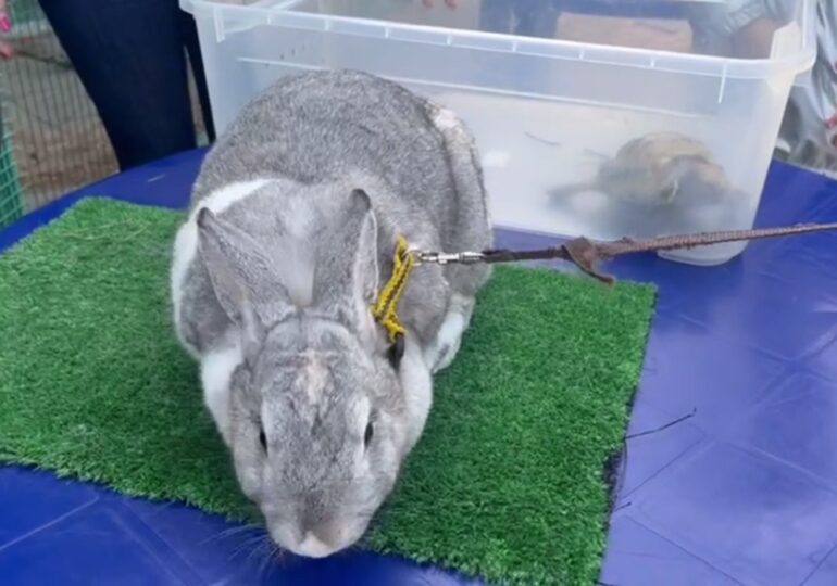 Юным самарцам рассказали, какие животные первыми полетели в космос