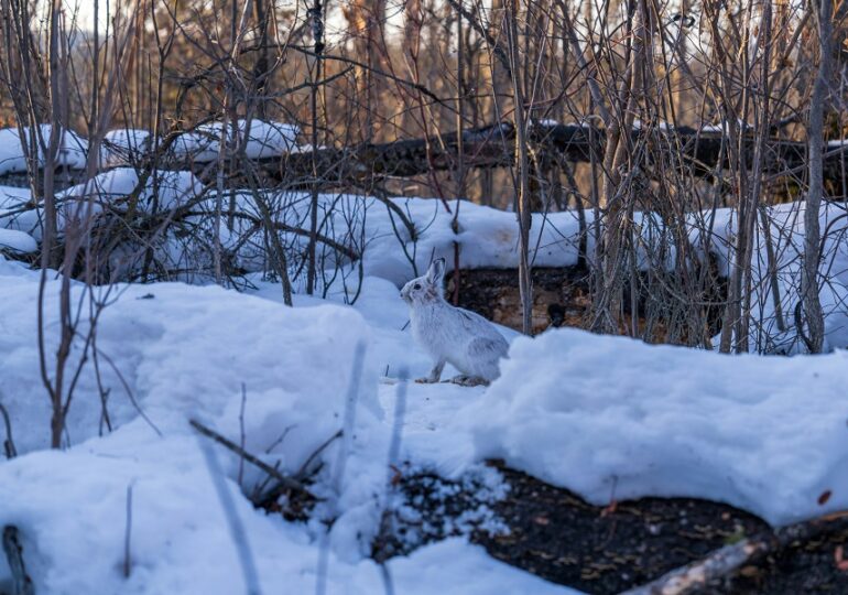 В заповеднике Самарской области выросла численность зайцев, косуль и куниц