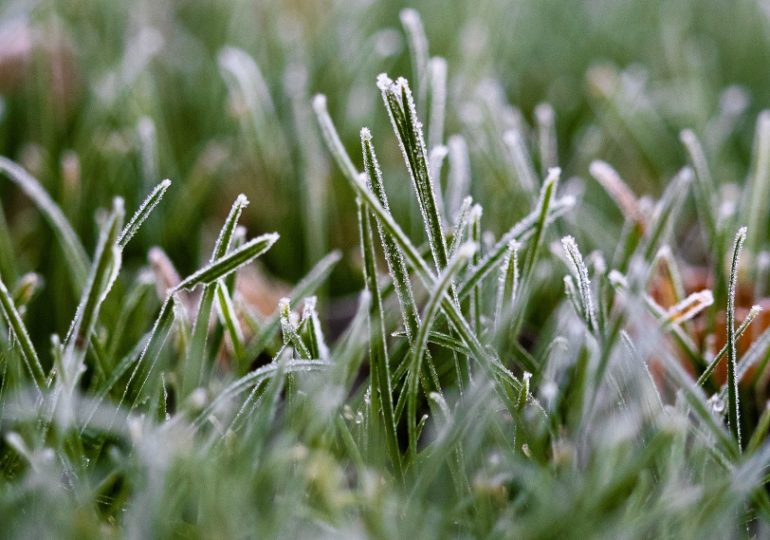 В Самарской области прогнозируют ночные заморозки