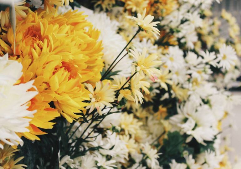 Эксперт рассказал, как ухаживать за пострадавшими от заморозков растениями