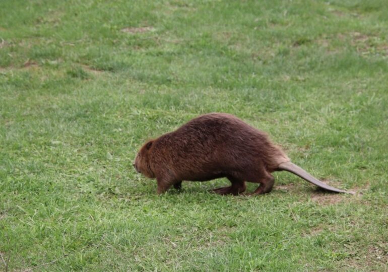 В Самарской области сотрудники национального парка спасли бобра