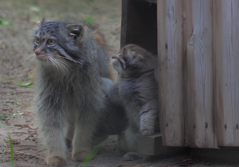 В Новосибирском зоопарке родились 12 манулов