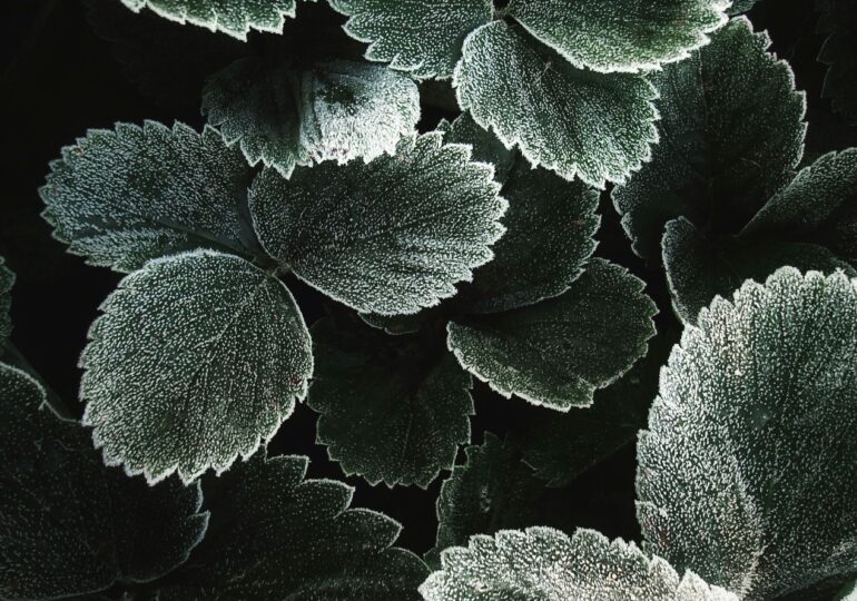 Треть россиян винят климатические изменения в майских заморозках