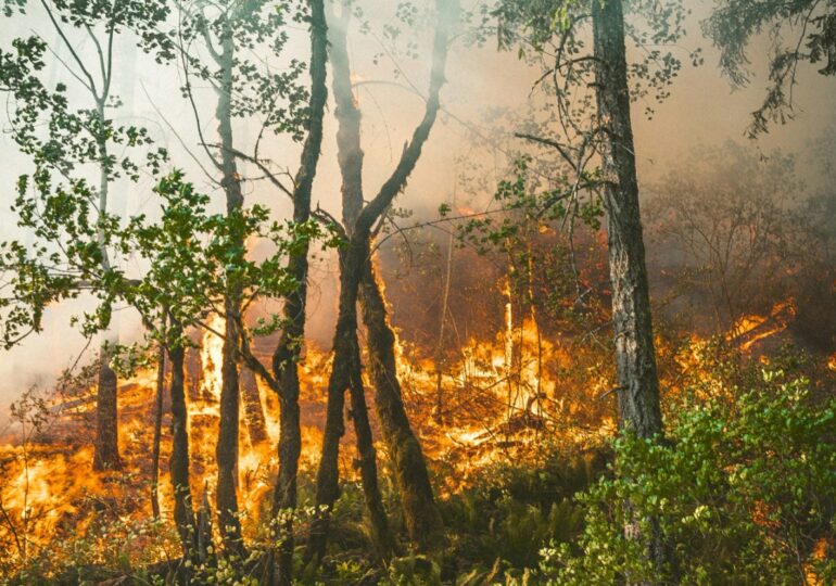 С 24 по 28 мая в Самарской области сохранится чрезвычайная пожароопасность лесов