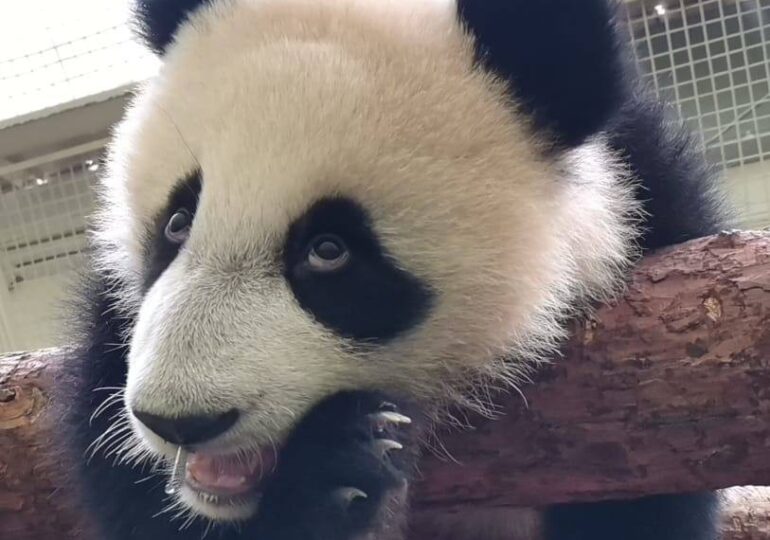 Панде Катюше из Московского зоопарка исполнилось девять месяцев