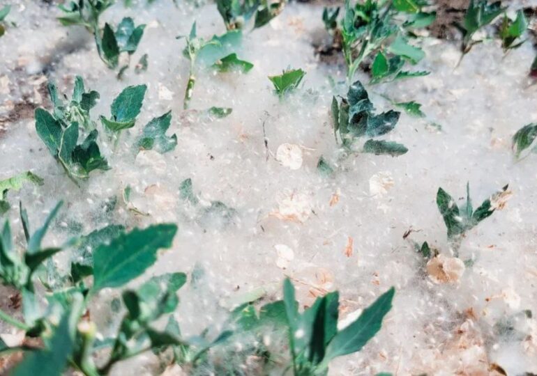 Самарцам напомнили о правилах безопасности в местах скопления тополиного пуха