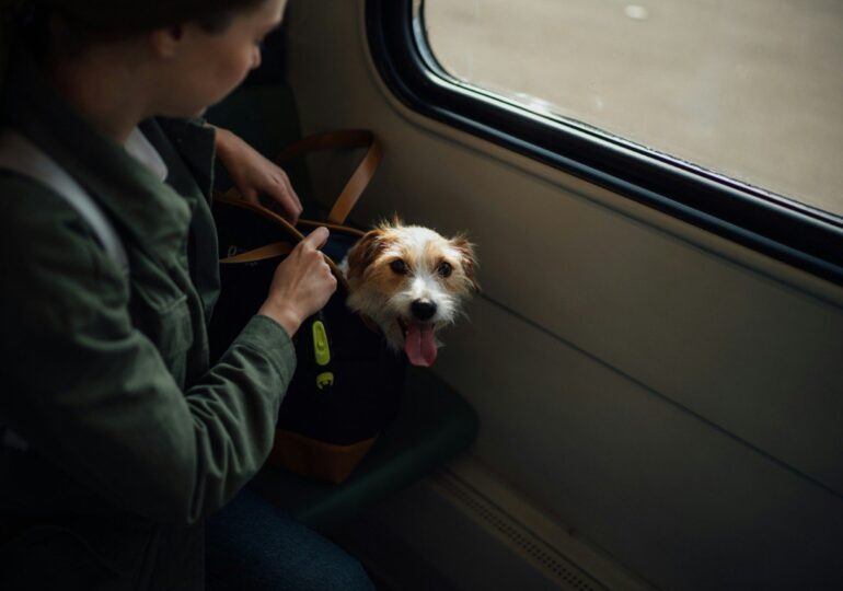 Стало известно, как правильно перевозить питомцев в электричках