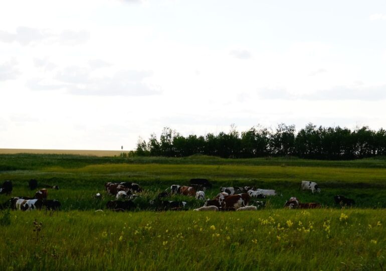 В Самарской области ввели карантин по водной лихорадке в связи с заболеванием крупного рогатого скота