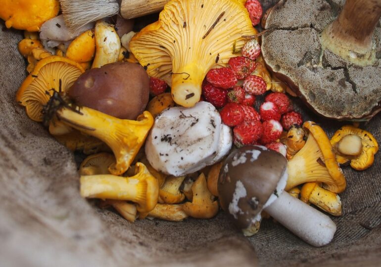 В этом году в Самарской области зафиксировали 29 случаев отравления грибами