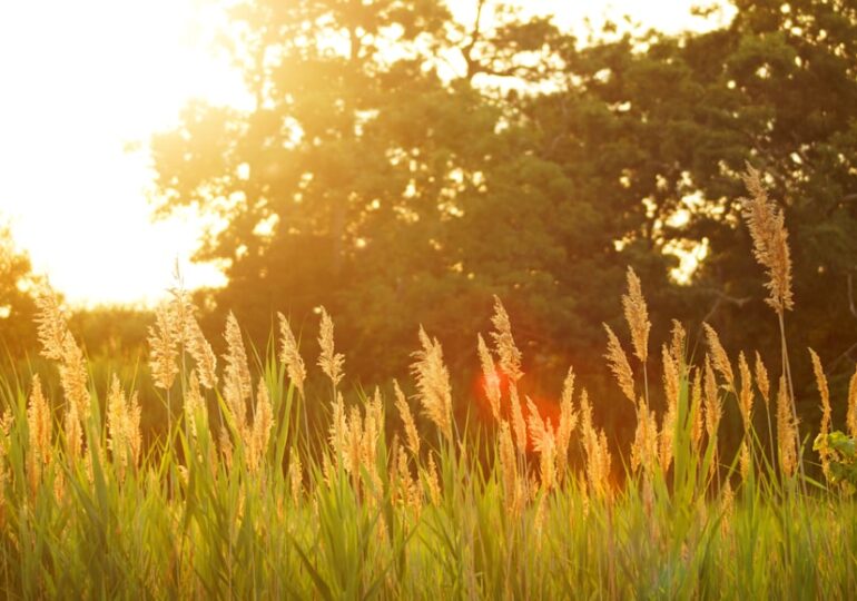 В Самарской области ожидается жара 40 градусов